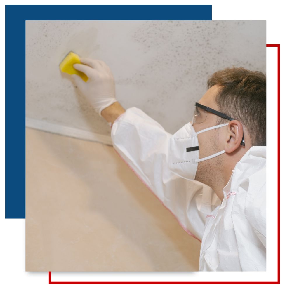 img of mold removal